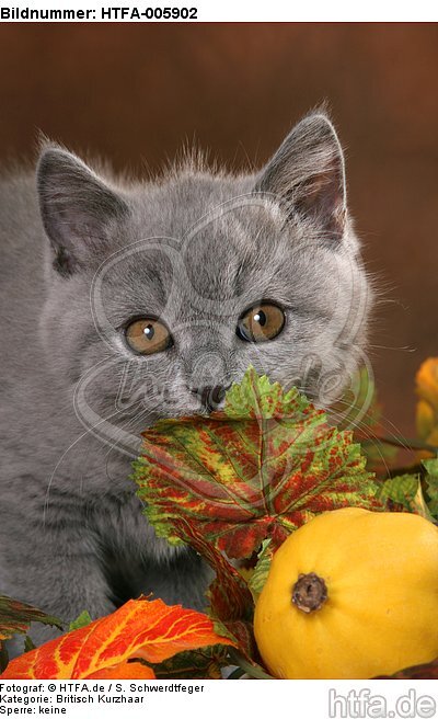 Britisch Kurzhaar Kätzchen / british shorthair kitten / HTFA-005902
