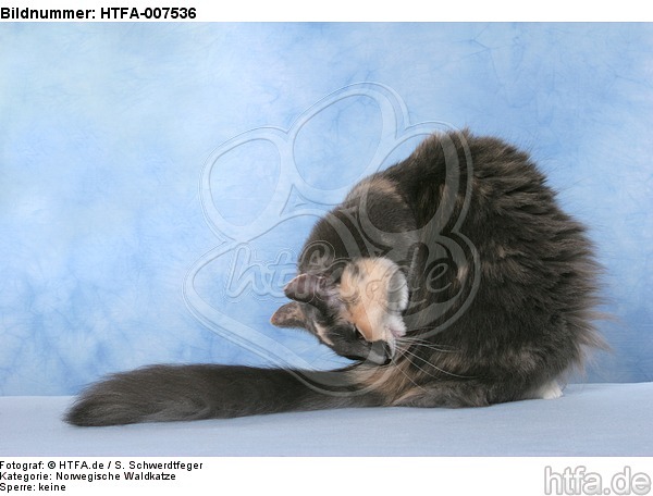 Norwegische Waldkatze / norwegian forestcat / HTFA-007536