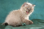 sitzendes Perser Colourpoint Kätzchen / sitting persian colourpoint kitten