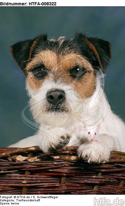 Parson Russell Terrier und Maus / dog and mouse / HTFA-008322