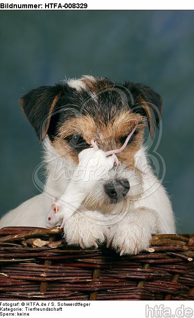 Parson Russell Terrier und Maus / dog and mouse / HTFA-008329