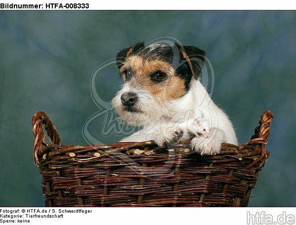 Parson Russell Terrier und Maus / dog and mouse / HTFA-008333