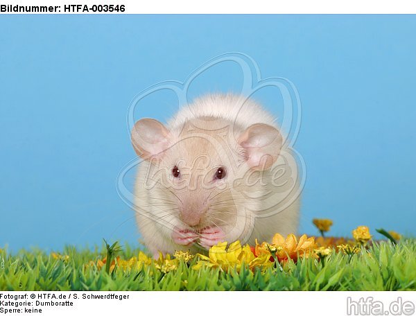 Dumboratte / rat / HTFA-003546