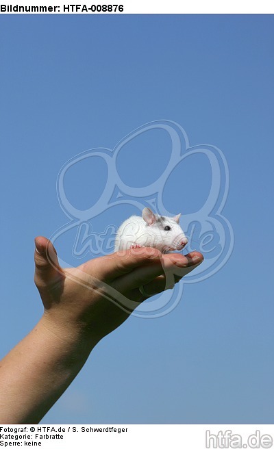 Farbratte auf der Hand / rat on hand / HTFA-008876