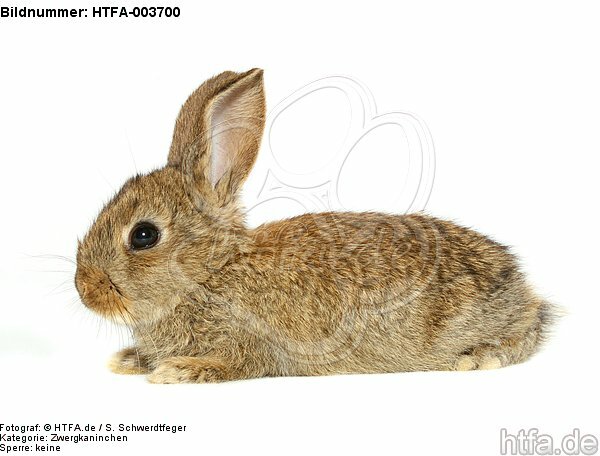 Zwergkaninchen / dwarf rabbit / HTFA-003700