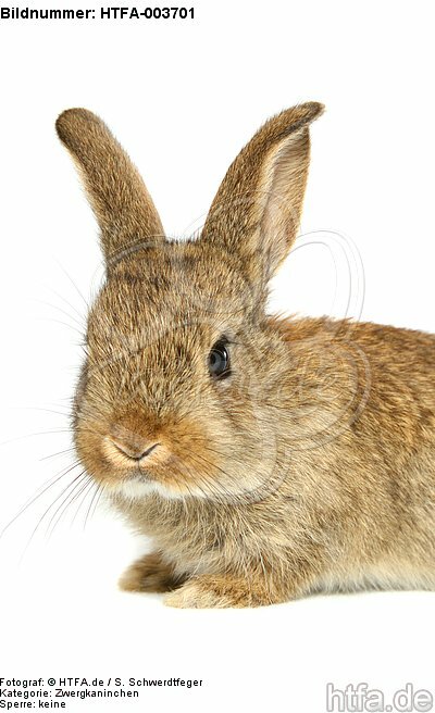 Zwergkaninchen / dwarf rabbit / HTFA-003701