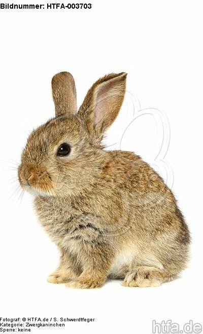 Zwergkaninchen / dwarf rabbit / HTFA-003703