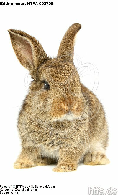Zwergkaninchen / dwarf rabbit / HTFA-003706