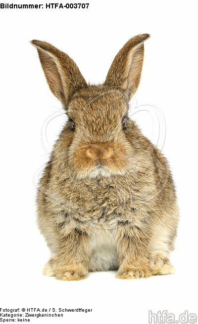 Zwergkaninchen / dwarf rabbit / HTFA-003707
