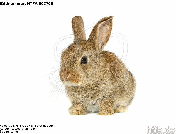 Zwergkaninchen / dwarf rabbit / HTFA-003709