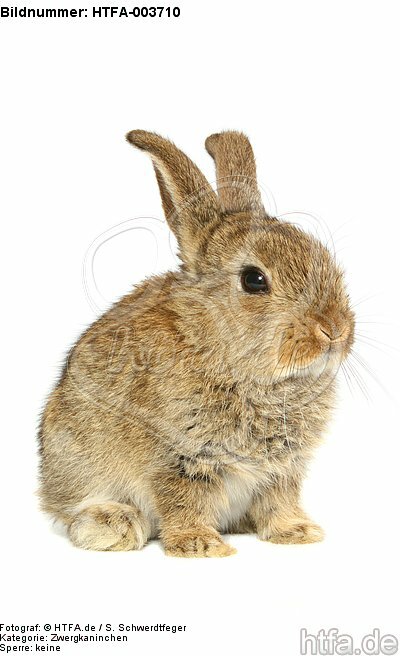 Zwergkaninchen / dwarf rabbit / HTFA-003710