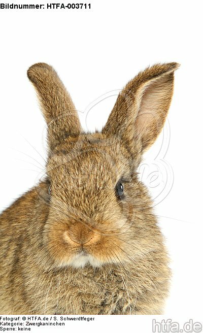 Zwergkaninchen / dwarf rabbit / HTFA-003711