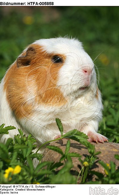 Crested Meerschwein / crested guninea pig / HTFA-005858