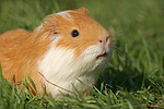 Glatthaarmeerschwein / smooth-haired guninea pig