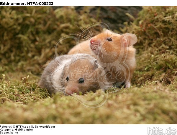 Goldhamster / golden hamster / HTFA-000233