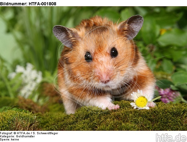 Goldhamster / golden hamster / HTFA-001808