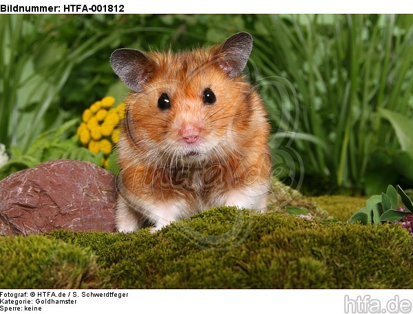 Goldhamster / golden hamster / HTFA-001812