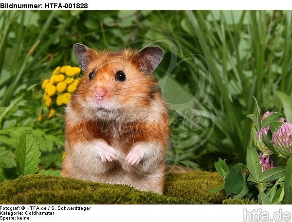 Goldhamster / golden hamster / HTFA-001828