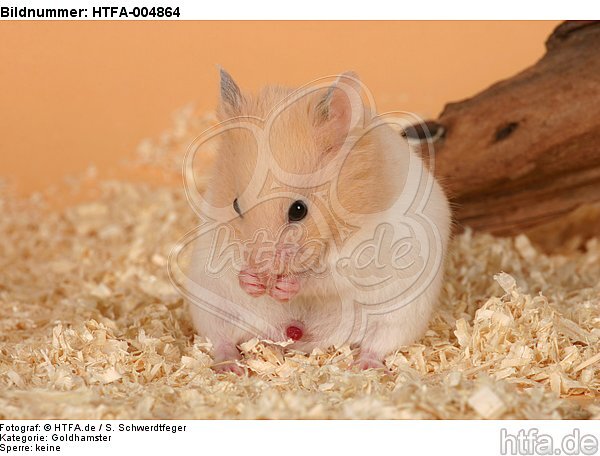 Goldhamster / golden hamster / HTFA-004864