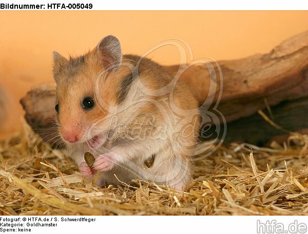 Goldhamster / golden hamster / HTFA-005049
