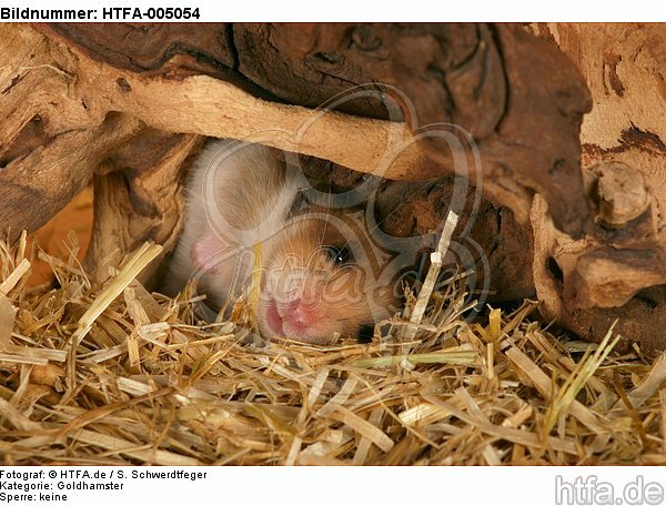 Goldhamster / golden hamster / HTFA-005054