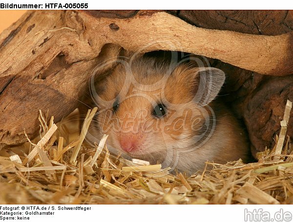 Goldhamster / golden hamster / HTFA-005055
