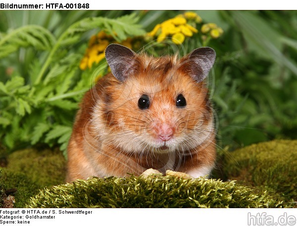 Goldhamster / golden hamster / HTFA-001848