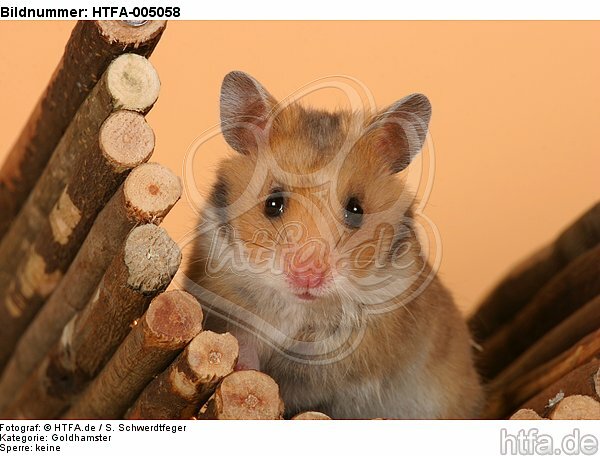 Goldhamster / golden hamster / HTFA-005058