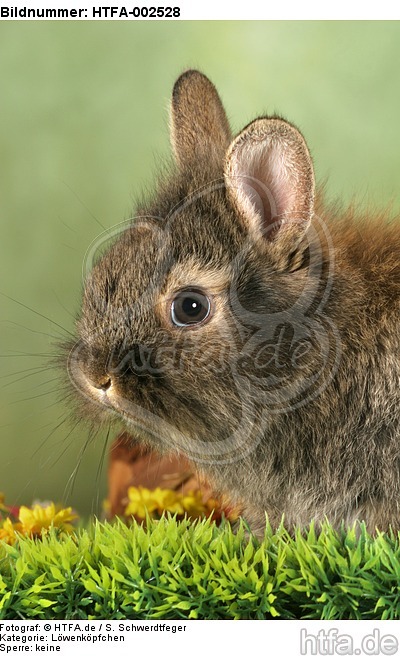 Löwenköpfchen / lion-headed bunny / HTFA-002528