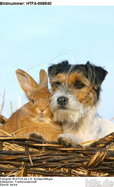 Parson Russell Terrier und Zwergkaninchen / prt and dwarf rabbit / HTFA-008540