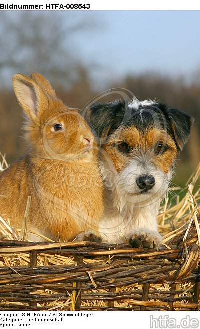 Parson Russell Terrier und Zwergkaninchen / prt and dwarf rabbit / HTFA-008543