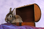 Zwergkaninchen / dwarf rabbit