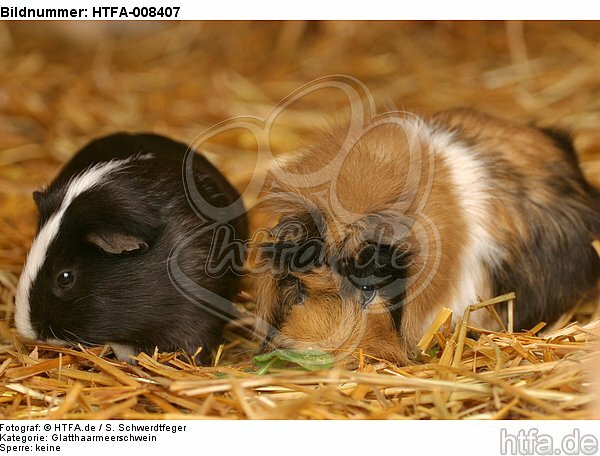 2 Meerschweine / 2 guninea pigs / HTFA-008407