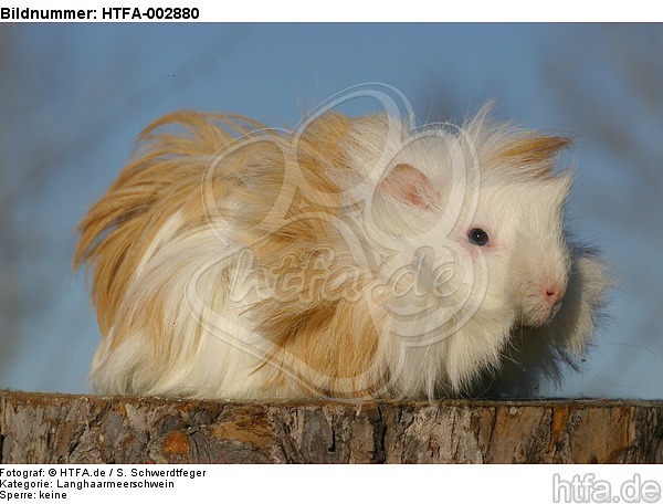 Langhaarmeerschwein / long-haired guninea pig / HTFA-002880