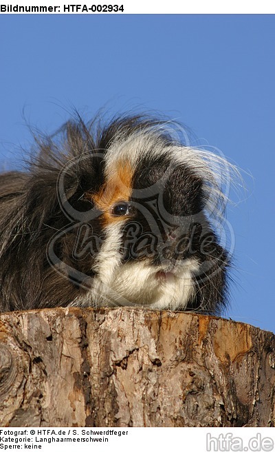 Langhaarmeerschwein / long-haired guninea pig / HTFA-002934