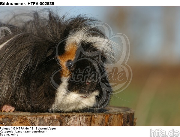 Langhaarmeerschwein / long-haired guninea pig / HTFA-002935