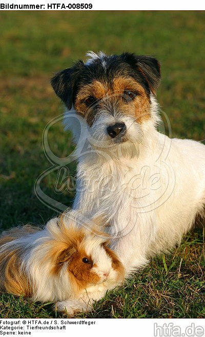 Parson Russell Terrier und Peruanermeerschwein / prt and guninea pig / HTFA-008509