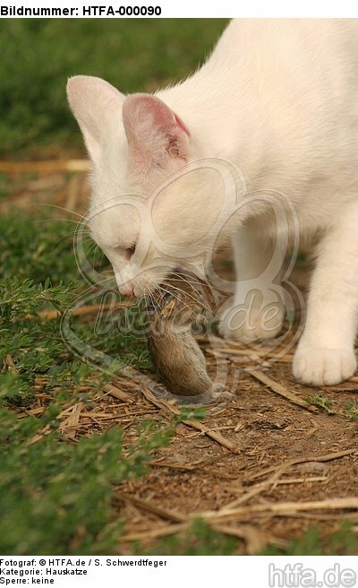 Hauskatze mit Maus / domestic cat with mouse / HTFA-000090
