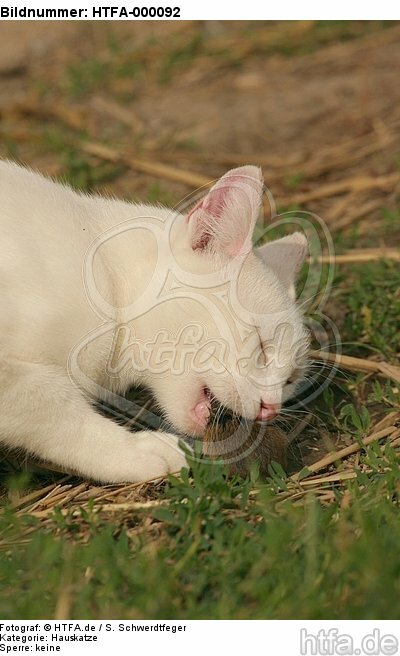 Hauskatze frißt Maus / domestic cat eats mouse / HTFA-000092