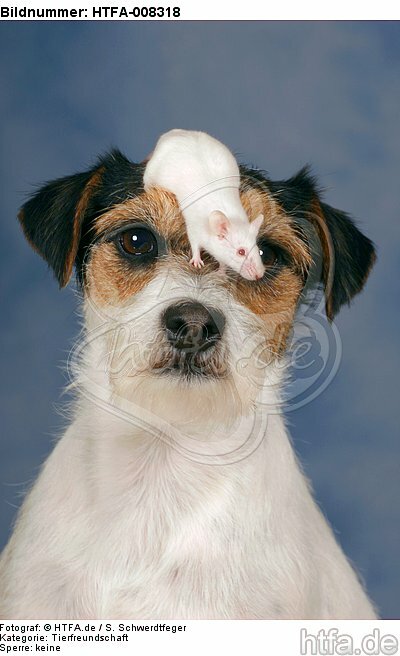 Parson Russell Terrier und Maus / dog and mouse / HTFA-008318