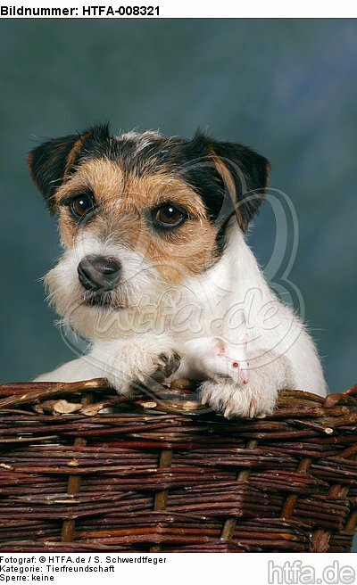 Parson Russell Terrier und Maus / dog and mouse / HTFA-008321