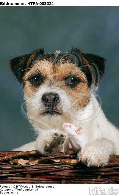 Parson Russell Terrier und Maus / dog and mouse / HTFA-008324