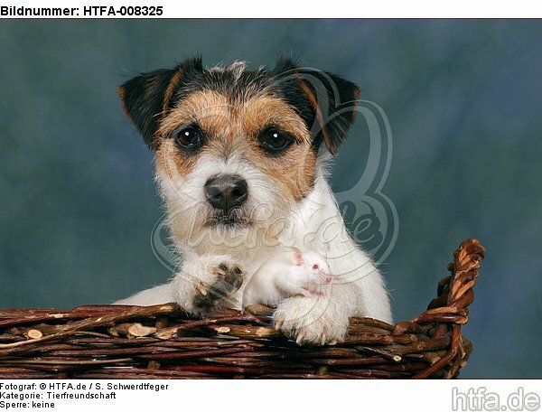 Parson Russell Terrier und Maus / dog and mouse / HTFA-008325