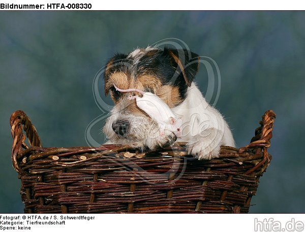 Parson Russell Terrier und Maus / dog and mouse / HTFA-008330