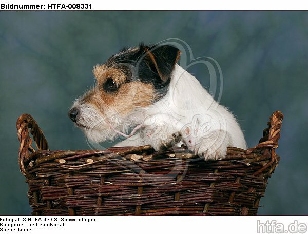 Parson Russell Terrier und Maus / dog and mouse / HTFA-008331