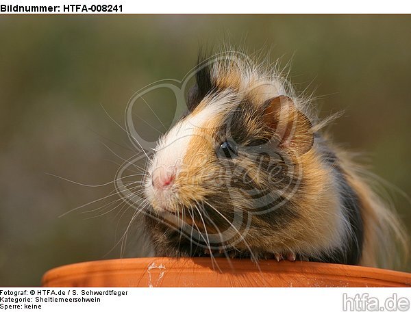 Sheltiemeerschwein / guninea pig / HTFA-008241