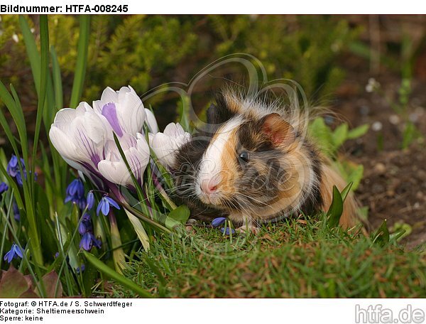 Sheltiemeerschwein / guninea pig / HTFA-008245