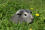 Glatthaarmeerschwein / guninea pig