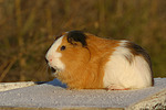 Glatthaarmeerschwein / smooth-haired guninea pig