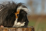 Langhaarmeerschwein / long-haired guninea pig